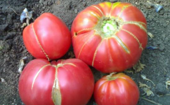 Tomato Seeds Kenigsberg Vegetable Seeds average
