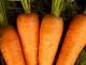Сорт моркви для зимового зберігання Сорт моркви для тривалого зберігання