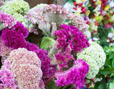 How to grow celosia in the country Celosia home care