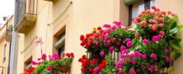Красивые балконные цветы (80 фото)