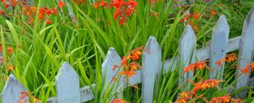 Graceful crocosmia or montbretia: features of cultivation, care, reproduction, wintering