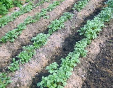 Як виростити ранню картоплю до червня: покрокова інструкція вирощування та ультрашвидкостилі сорти Найраніша картопля для посадки