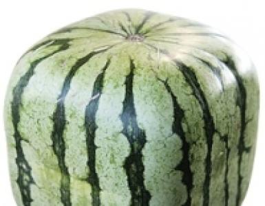 The best varieties of watermelons Loose watermelon which means