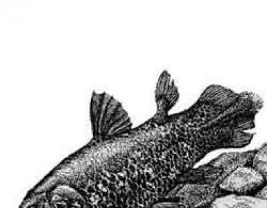 A guest from the past - the lobe-finned fish coelacanth Lobe-finned fish interesting facts