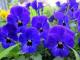 Pansy flowers - description with a photo of the plant;  its cultivation (planting and care);  medicinal properties (benefit and harm) and use in cooking and medicine Pansies varieties