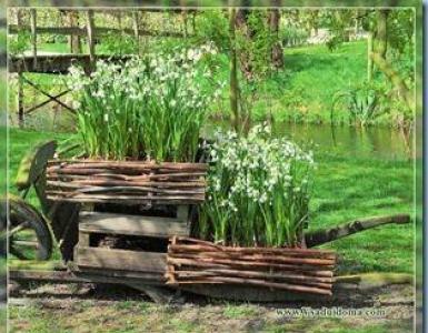 Primroses with photos and names - perennials that bloom in early spring