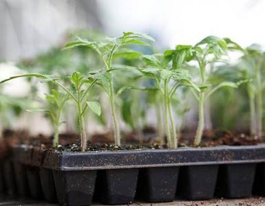 Ways to grow tomato seedlings An effective way to plant tomatoes for seedlings