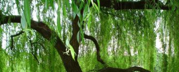 White willow (bark): medicinal properties, use and contraindications
