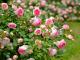 Як перетворити присадибну ділянку на розарій: все, що потрібно знати про догляд та вирощування кущових троянд Кущові троянди яскраво рожеві