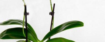 How to properly prune an orchid after flowering at home