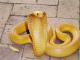 Наснилася жовта змія - як правильно тлумачити по соонниках