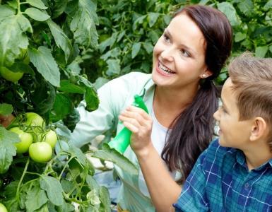 Як досягти максимальної врожайності томатів?