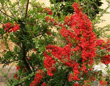 Багаторічні кучеряві рослини для альтанки – вертикальні представники краси та умиротворення Рослини для перголи на дачі