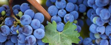How and when to pick grapes correctly When to pick grapes for wine