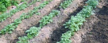 How to grow early potatoes by June: step-by-step growing instructions and ultra-early ripening varieties The earliest potatoes for planting
