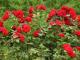 Caring for roses and perennials in the fall, preparing for winter Feeding and pruning roses in the fall
