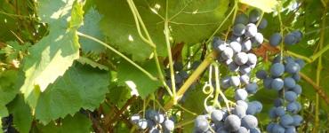 Fighting wasps on grapes - exterminating pests Protecting grapes from birds and wasps