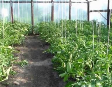 How to properly tie tomatoes in a greenhouse photo How to properly tie tomatoes in a greenhouse