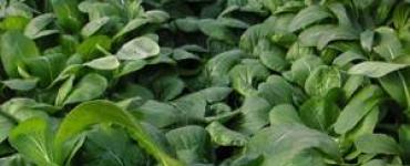Chinese cabbage pak choi: tips for planting and care