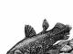 Гість з минулого – кістепера риба латимерія Кістепері риби цікаві факти