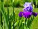 Iris flower: description and types, photos Yellow and purple irises