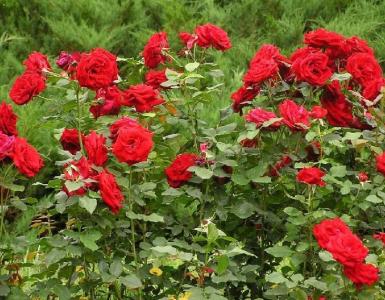 Caring for roses and perennials in the fall, preparing for winter Feeding and pruning roses in the fall