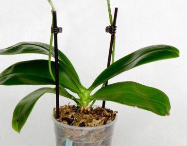 How to properly prune an orchid after flowering at home