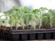 Ways to grow tomato seedlings An effective way to plant tomatoes for seedlings