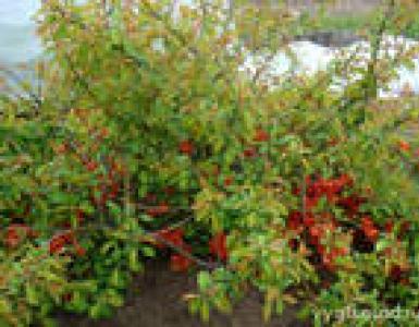 Japanese quince - indispensable in preparations