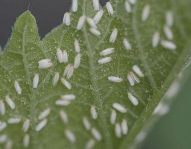 Houseplant pests and control measures Small black bugs on flowers