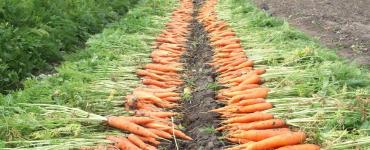 Varieties of carrots for long-term storage for the winter Which varieties of carrots are best stored in winter