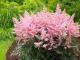 Perennial plants (70 photos): All the best varieties and ideas for a luxurious garden All perennial flowers are tall