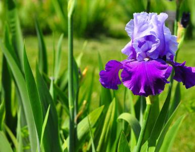 Iris flower: description and types, photos Yellow and purple irises