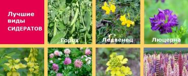 How to determine the readiness of potatoes for harvesting (tuber ripeness) What temperature should it be for potatoes to grow