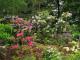 Tips for caring for and planting rhododendron Hybrid rhododendron planting