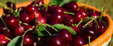 Is it possible to plant cherries and sweet cherries next to each other? Planting cherries; distance between trees