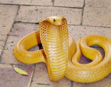 Наснилася жовта змія - як правильно тлумачити по соонниках