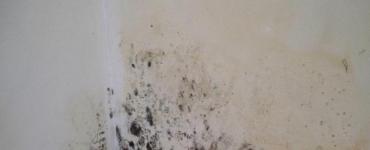 Why are mold and mildew dangerous?